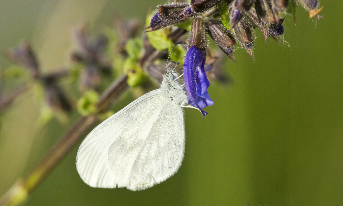 Rzadki gatunek motyla powrócił po dekadach. Występował też w Polsce