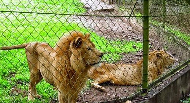 Philanthropist adopts 3 lions from Imo zoo. [hotels.ng]