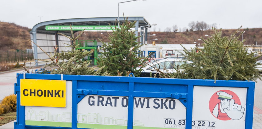 Co zrobić ze starą choinką?