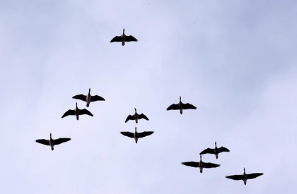 Naukowcy rozwiązali tajemnice lotów ptaków w "kluczu" - Nauka - Newsweek.pl