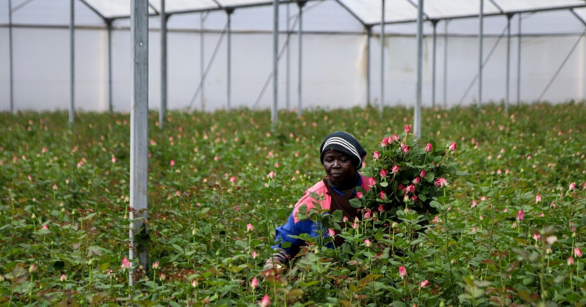 Kenya asks Qatar Airways and Ethiopian Airlines to deploy additional cargo flights in a bid to meet Valentine's Day flower demands in Europe - Vimarsana News