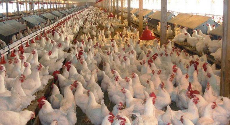 ___3984120___https:______static.pulse.com.gh___webservice___escenic___binary___3984120___2015___7___17___12___accrareport_netherlands-warns-ghana-not-to-ban-chicken-importation-620x330