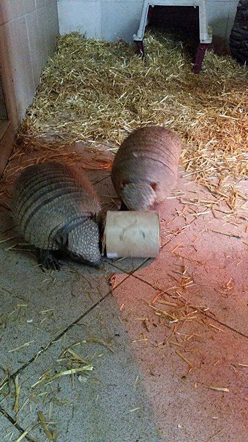 Zajączek przyszedł do zwierząt w chorzowskim Zoo