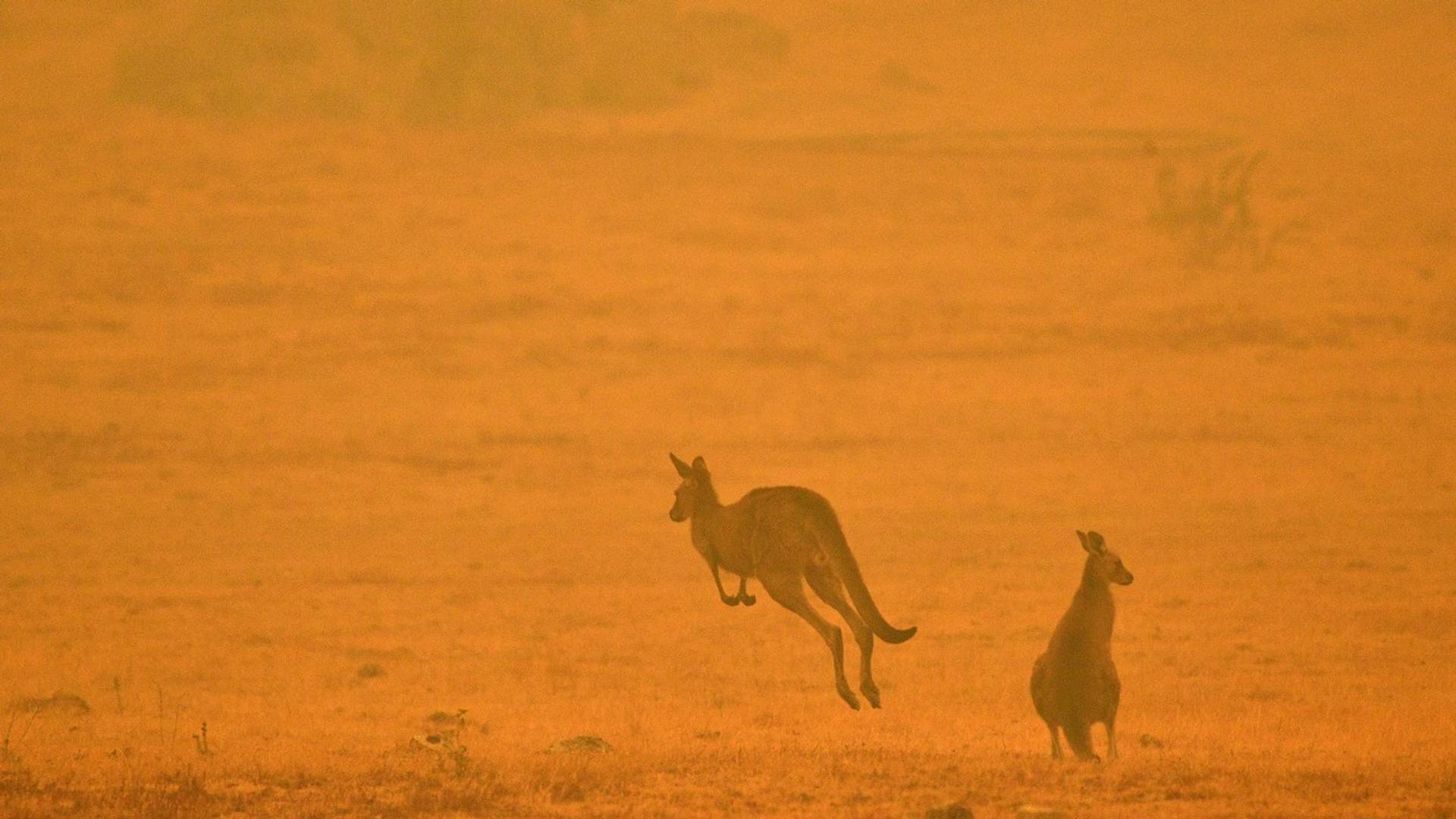 Istina o fotki koja je postala simbol stradanja životinja u Australiji