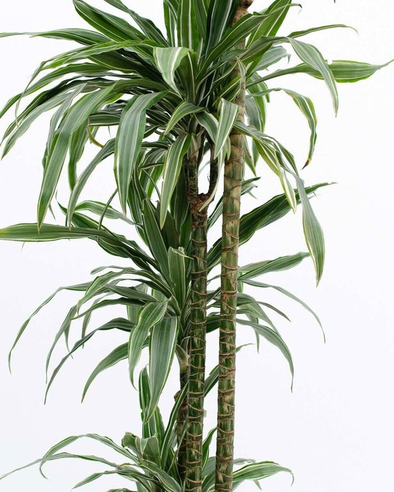 Dracena deremeńska, łac. dracaena deremensis