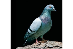 pigeon