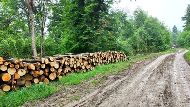 Greenpeace ocenia programy wyborcze. "Lewica: najlepsza dla przyrody, niekonsekwentna dla klimatu"