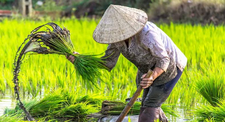 Rizière au Vietnam / TTB Travel 