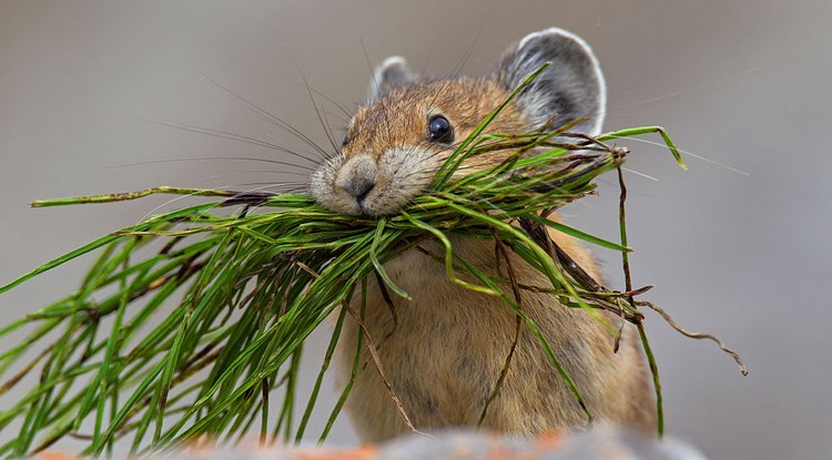 Pika