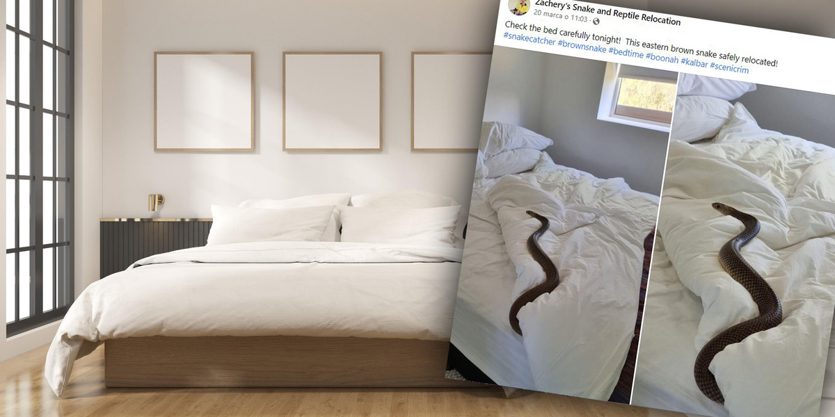 Australia. Olbrzymi i jadowity wąż wpełzł do łóżka właścicielki domu.