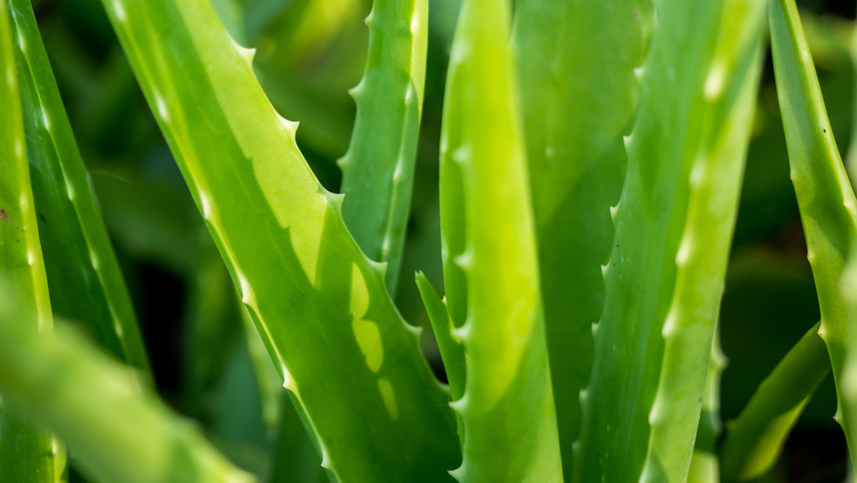 Aloes - roślina, którą jeszcze kilkadziesiąt lat temu mogliśmy spotkać na parapecie każdego domu. I choć na lata zapomniana, teraz przeżywa swój renesans. Coraz więcej osób wraca do tradycyjnych sposobów naszych babć, smarując spalony słońcem nos ułamanym liściem aloesu. Jednak to nie jedyne zastosowanie tej rośliny - zobacz, kiedy i na co stosować produkty z aloesem.  