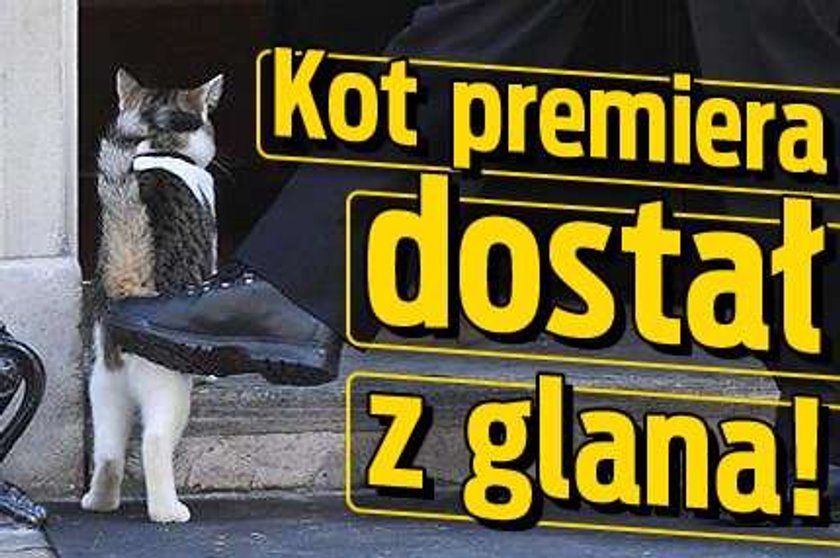 Kot premiera dostał z glana! FOTO