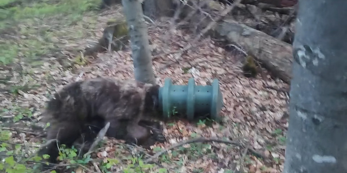 Niedźwiedź przeżył tylko dlatego, że mimo przeszkody nauczyło się pić wodę