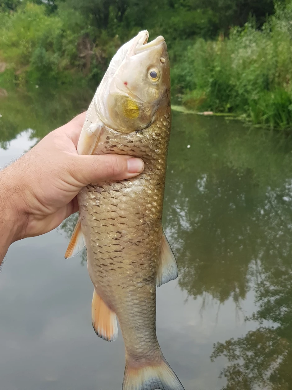 Nastradali su i veći i manji primerci skobalja, klena i drugih vrsta ribe