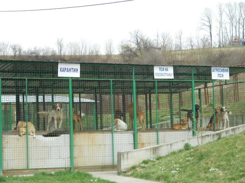 "VIdrakov" azil od 200 mesta stalno je popunjen, a procena je da se na ulicama Valjeva stalno nalazi oko 1.000 pasa lutalica