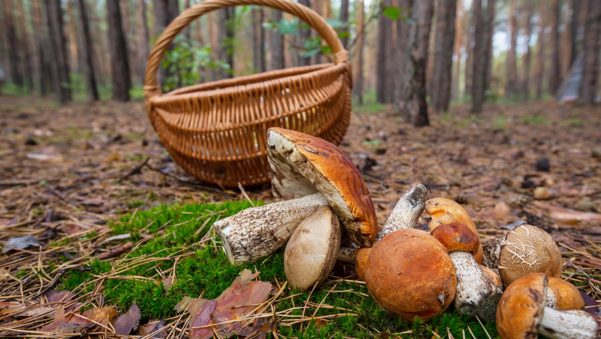 Polaków do wiedzy o grzybach nie ciągnie. Idą w las i liżą grzyby. Bo babcia mówiła, że trujące są gorzkie. A przecież muchomor sromotnikowy jest smaczny.