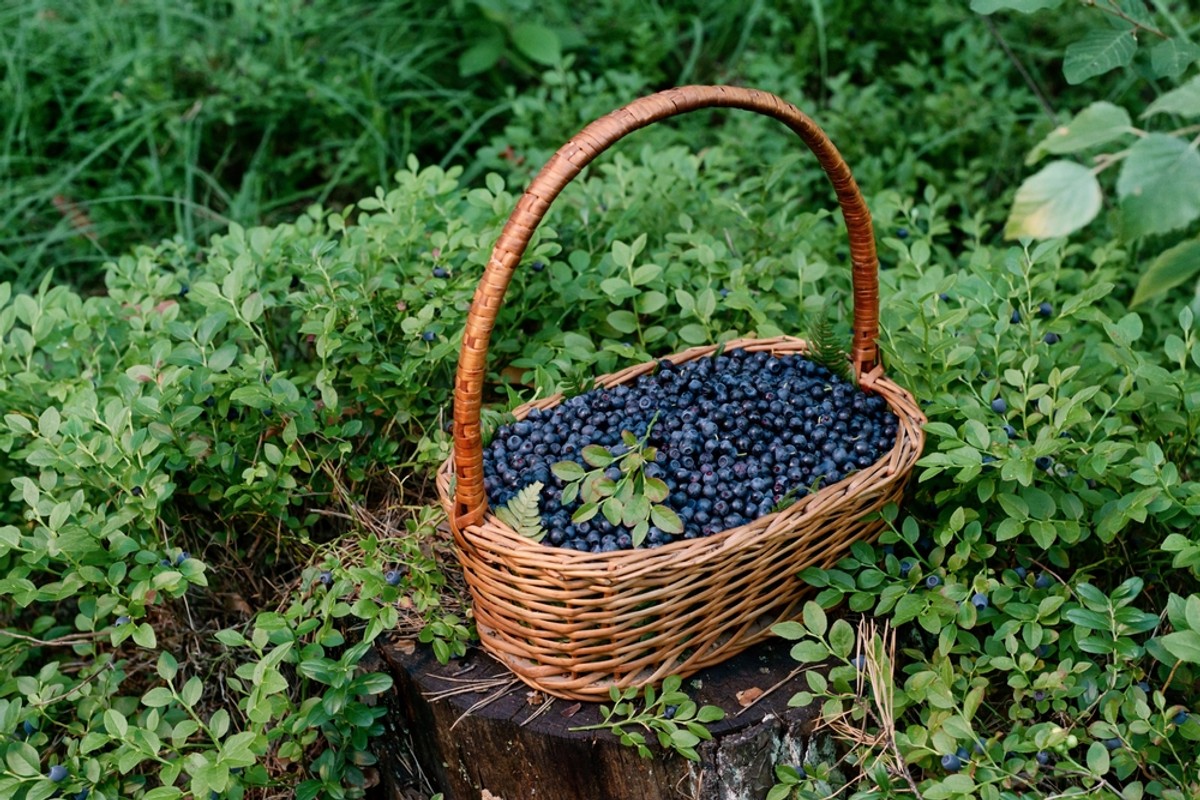 Polacy ruszyli po jagody leśne. Ile kosztują i na co trzeba uważać?