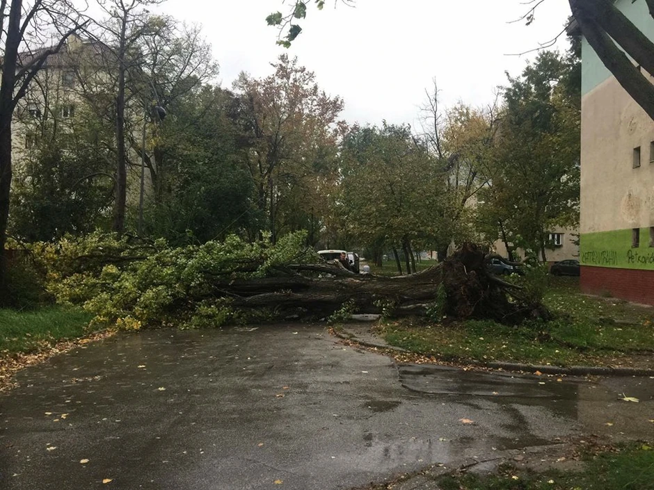 Vetar oborio drvo u Novom Sadu