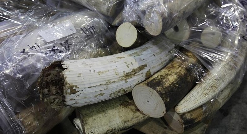 More than 500 pieces of ivory tusks are displayed after being seized by the Customs and Excise Department in Hong Kong November 16, 2012. REUTERS/Bobby Yip