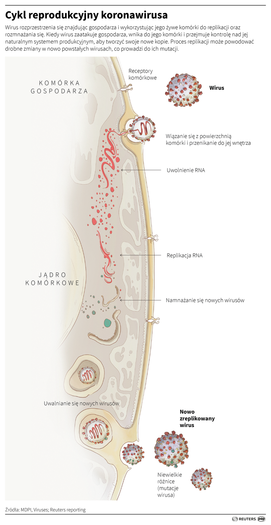 Cykl reprodukcyjny koronawirusa