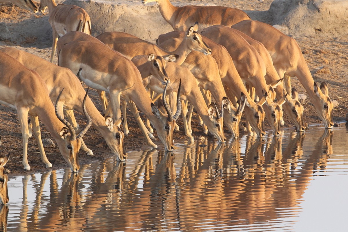 1. Safari w Namibii.