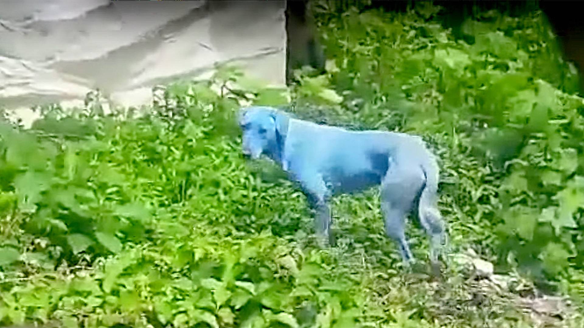 Znečistená rieka v Indii zafarbila srsť psov namodro