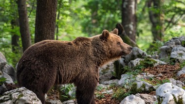 niedźwiedzie śpią czy hibernują? ekspert wyjaśnia, co naprawdę dzieje się w zimie