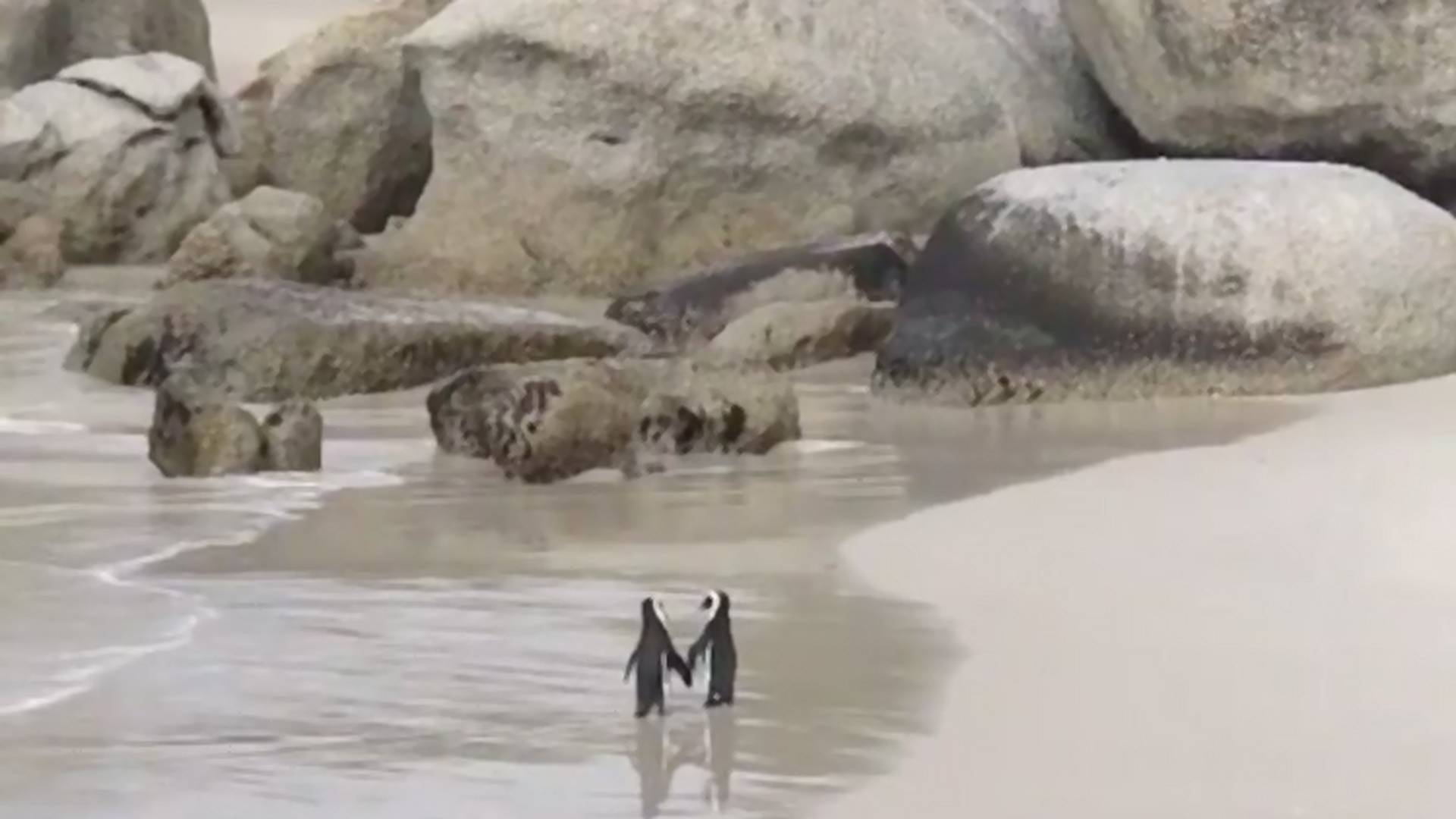 Romantyczny spacer pingwinów rozczula Internet [wideo] ♥