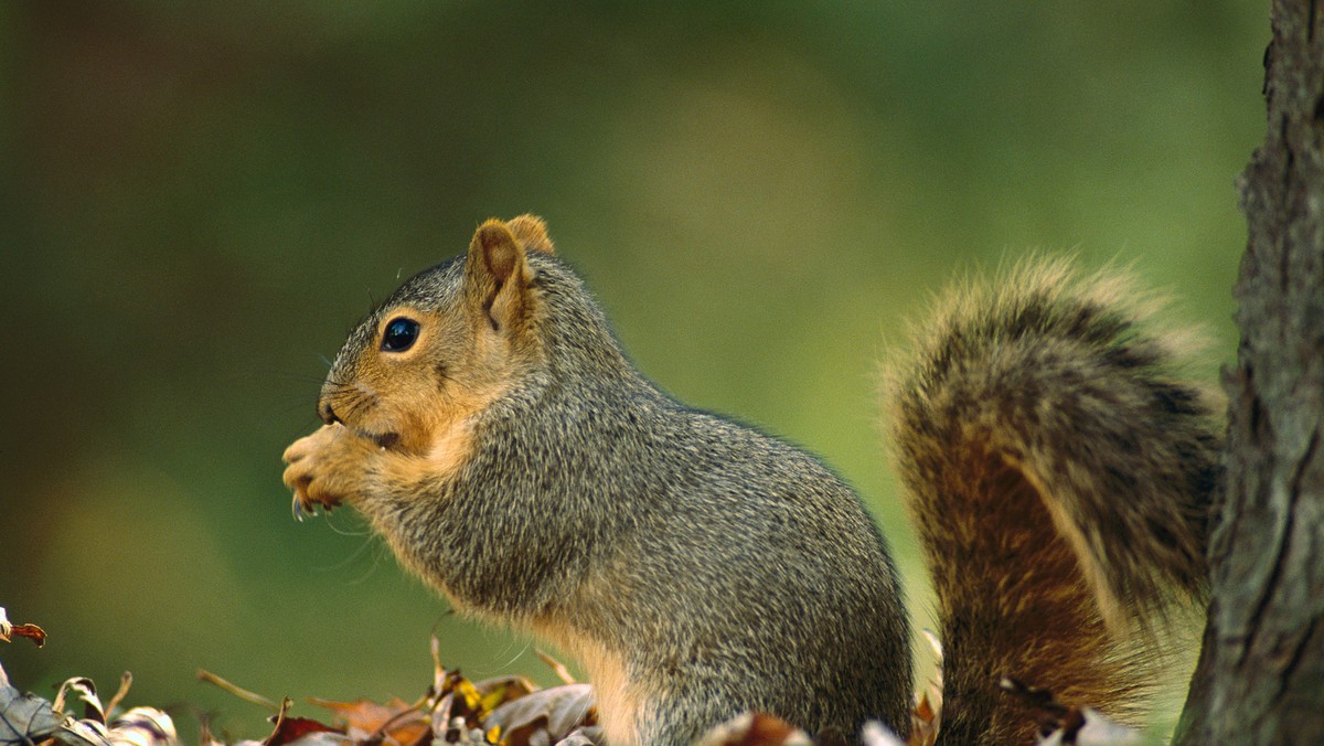 Northern Fox Squirrel (Sciurus niger) side view portrait, North America