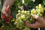 Zbiór winogron we francuskim Rivesaltes. Fot. PAP/EPA