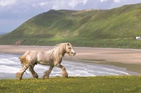 Te konie wykonywały ciężkie prace. Dziś pomagają chorym