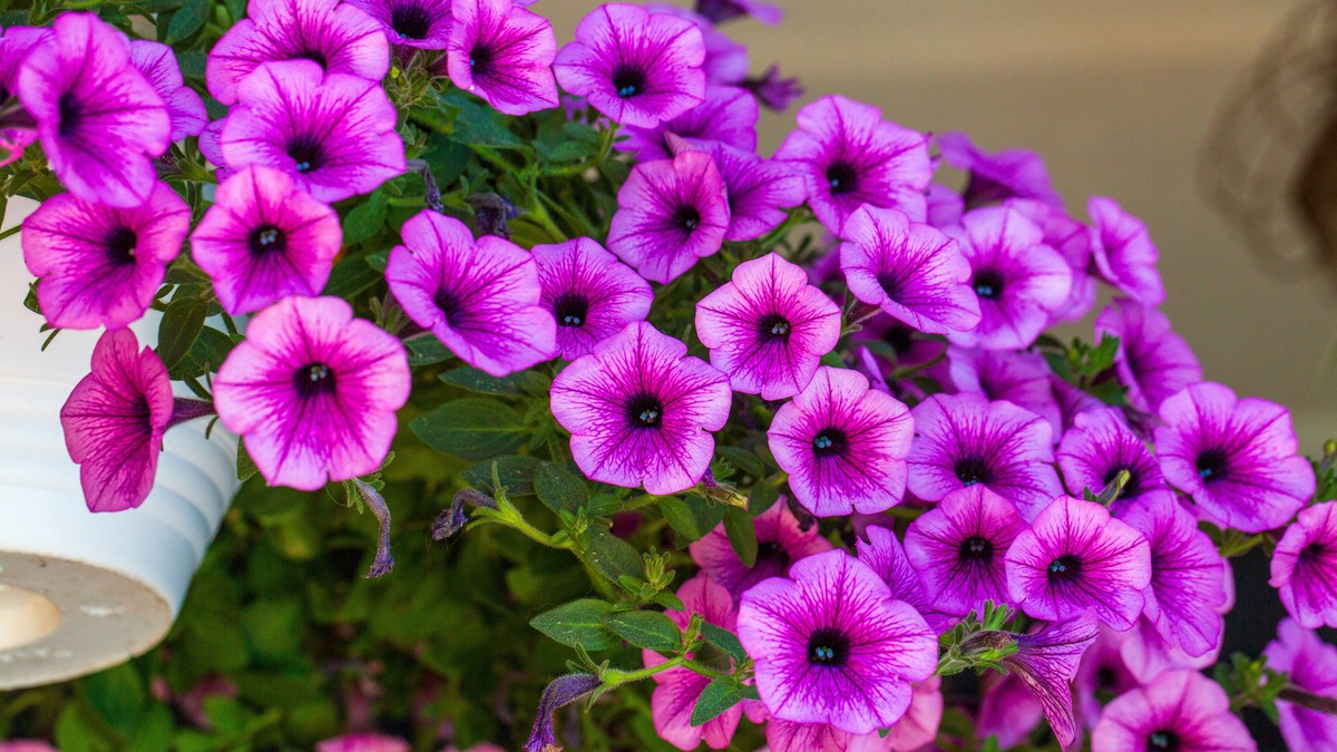 Tajna caka baštovana da petunije rastu nikad brže i da budu najbujnije moguće