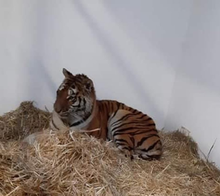 Dziewięć tygrysów trafiło do zoo w Poznaniu