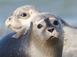 Błękitny patrol nie zdołał uratować foczki