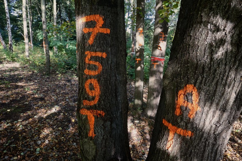 Spółka Green Park Silesia chce wybudować osiedle w Parku Śląskim 