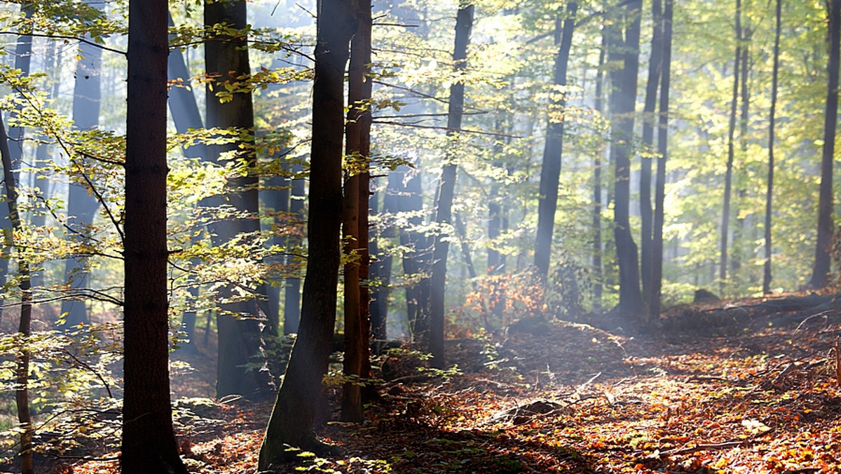 Na Mazurach powinny powstać leśne uzdrowiska, oferujące "leczenie lasem" - uważają botanicy w Uniwersytetu Warmińsko-Mazurskiego, którzy jako jedni z pierwszych w Polsce zajęli się metodą "forest therapy", badaniem pozytywnego wpływu lasu na ludzkie zdrowie.