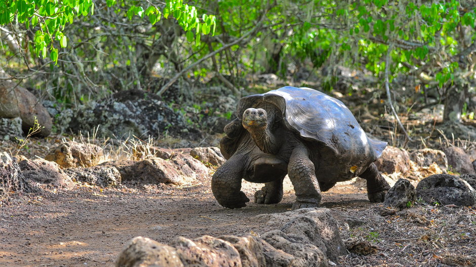 Zółw na Galapagos