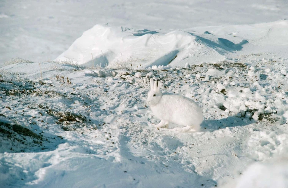 Zeka kao grudva snega