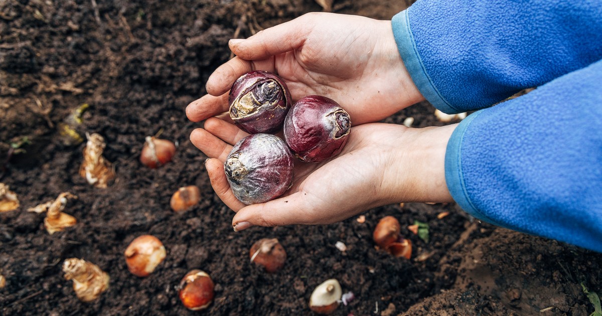 Kertész ismerősöm elárulta! Ekkor érdemes elültetni a tulipánhagymákat