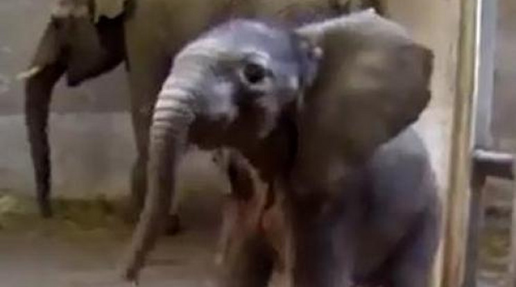 Ilyen cuki elefánttáncot még nem láttál! - Videó!