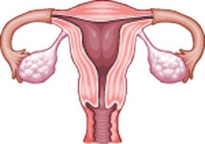 uterus-d00000134a430770d5ea3