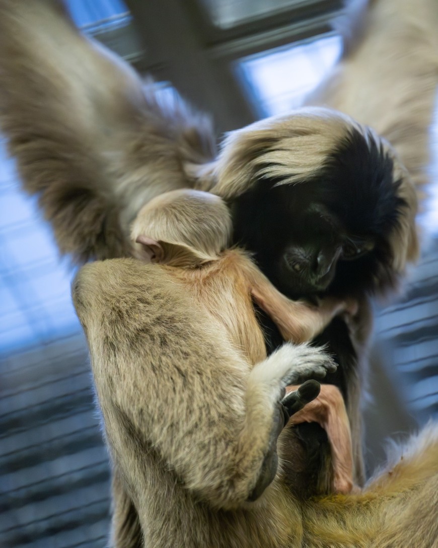 Maluch nie odstępuje mamy na krok