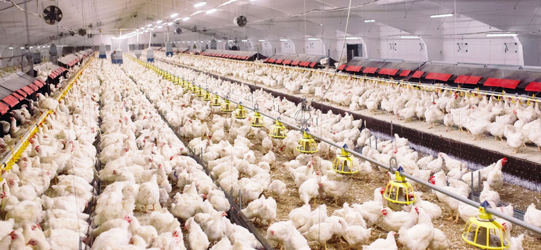 Za 3 lata kurczaki mogą być całkowicie odporne na ptasią grypę. Dzięki zmianom w DNA