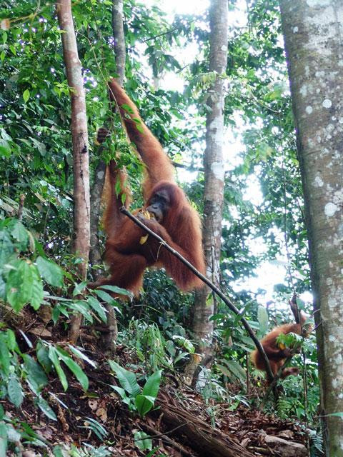 Galeria Indonezja - Orangutany z Sumatry, obrazek 9