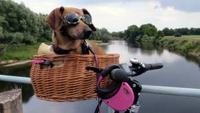 Beliebte Fahrradkörbe für Hunde im Vergleich