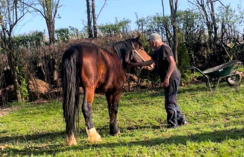 Konj Marko je ljubimac ove niške porodice