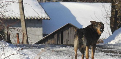 Czarnorzeka: W tej wsi rządzi dziki pies!