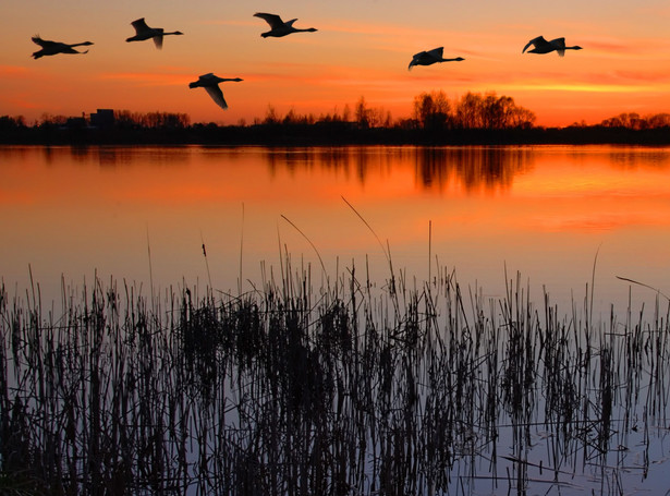 jezioro mazury ptaki