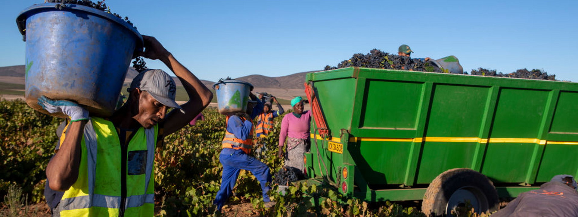 Zbiór winogron w RPA.