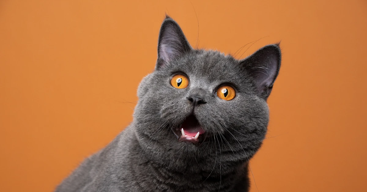 Kocie królestwo: Szybki, ale bardzo wymagający QUIZ o kotach! 10/10 to prawdziwy wyczyn